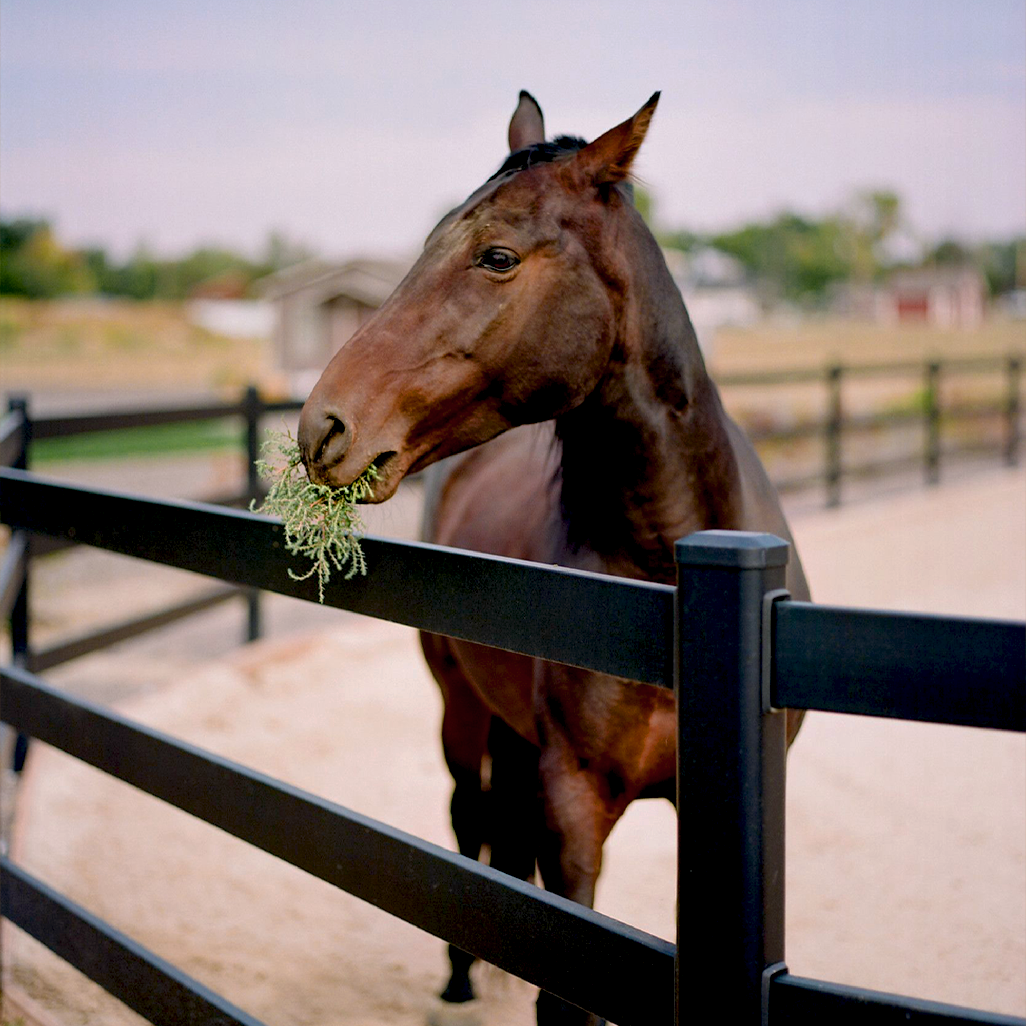 Agricultural horse fence example